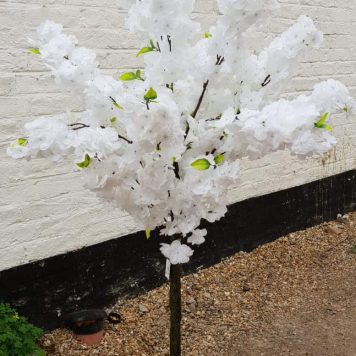 White Blossom Tree Hire Hertfordshire