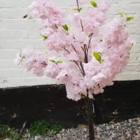 Pink Blossom Tree Hire Hertfordshire